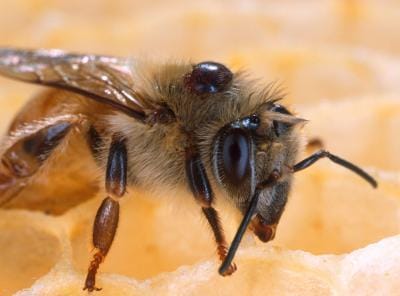 Scientists still scratching their heads over Colony Collapse Disorder