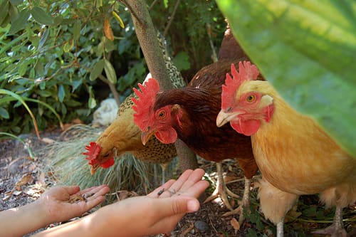 The great chicken invasion