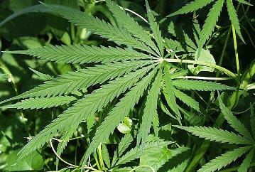 Proposition 19 battle escalates