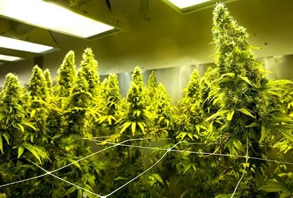 Opposition to Tax Cannabis Act mounts