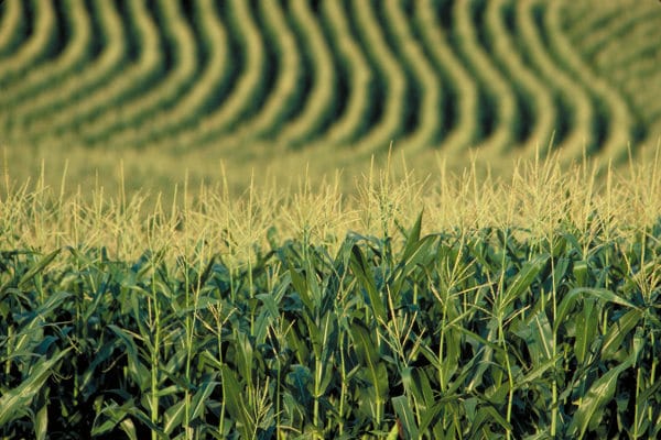 Corn_field