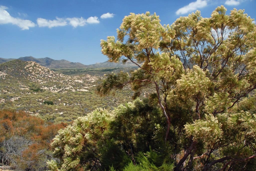 san_diego_chaparral
