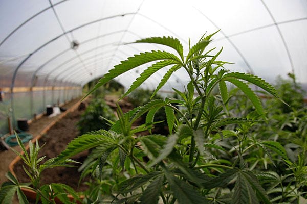 medical marijuana