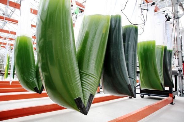 algae