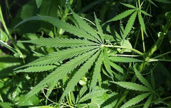 cannabis