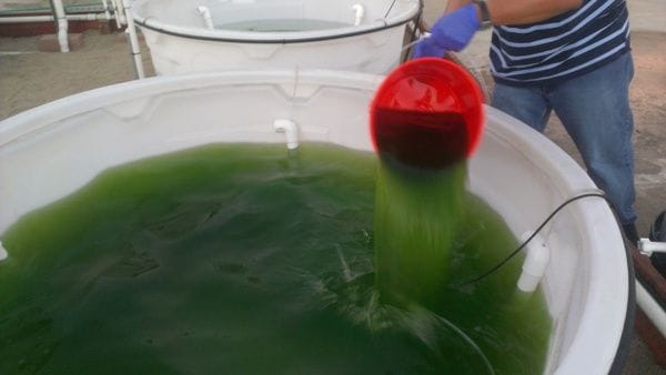 Biofuel