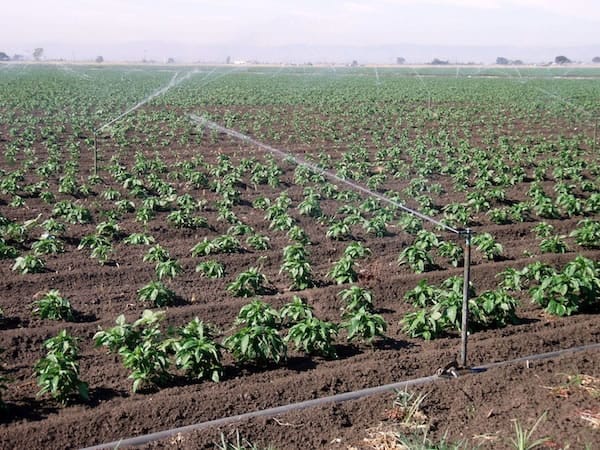 Central Valley