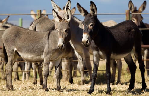 DONKEY_HERD