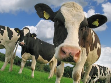 Dairy industry split over proposed subsidy legislation