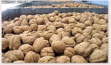 Favorable weather may produce record walnut harvest in California