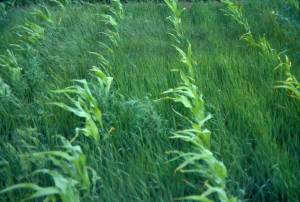 Roundup-resistant superweeds highlight the need for sustainable, organic agriculture