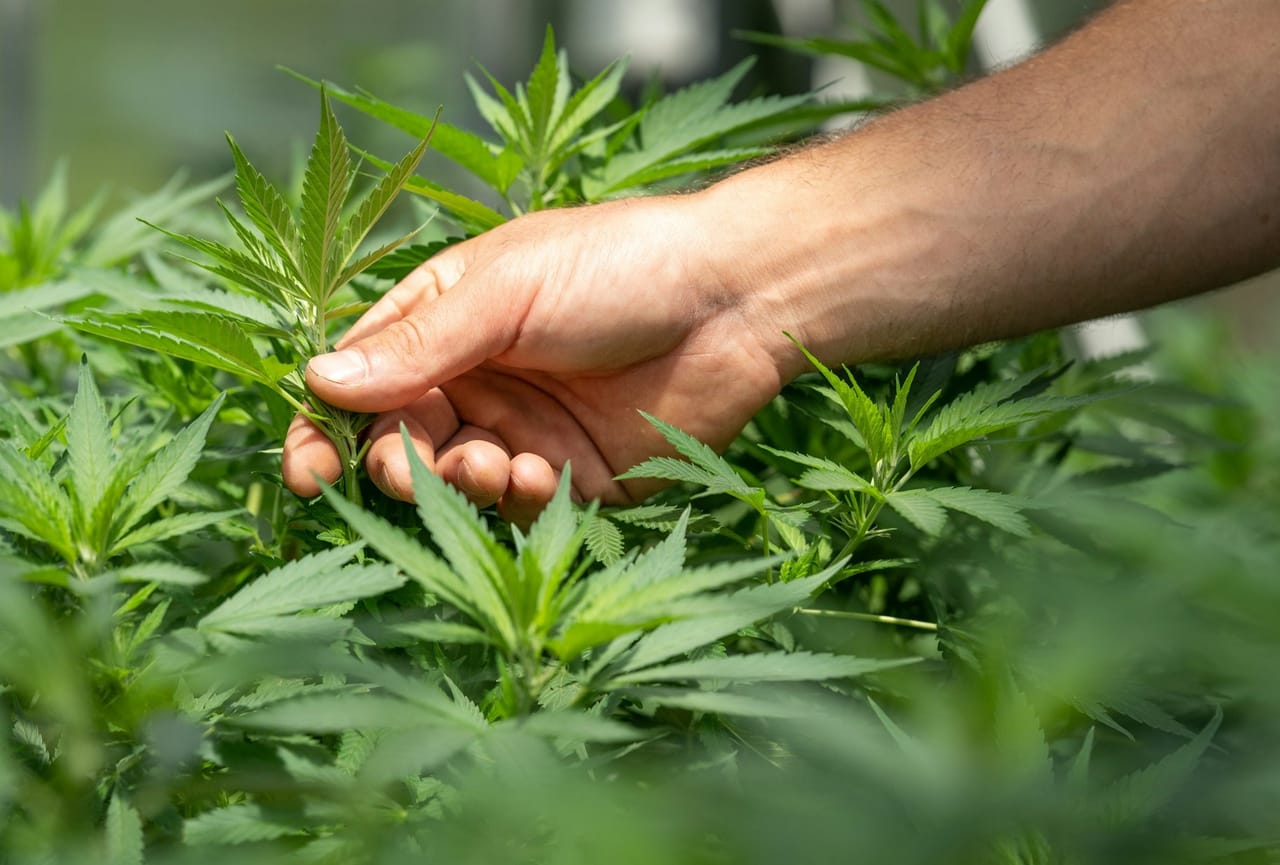 Cannabis Rescheduling Remains Paused Despite Trump Support
