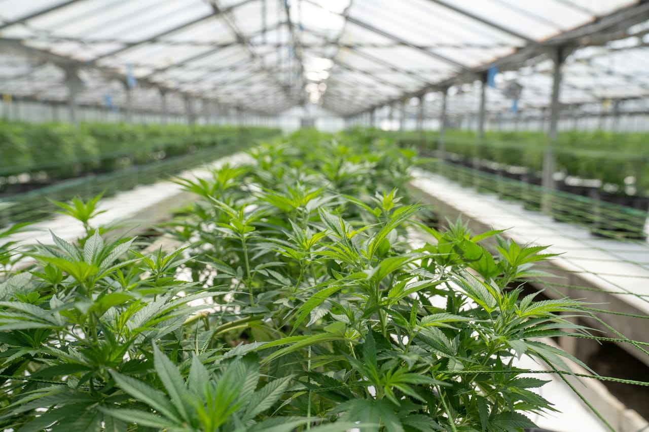 Schedule 1 v. Schedule 3 : Does Trump Know Why the Illicit Market Doesn’t Want Cannabis Legalization?