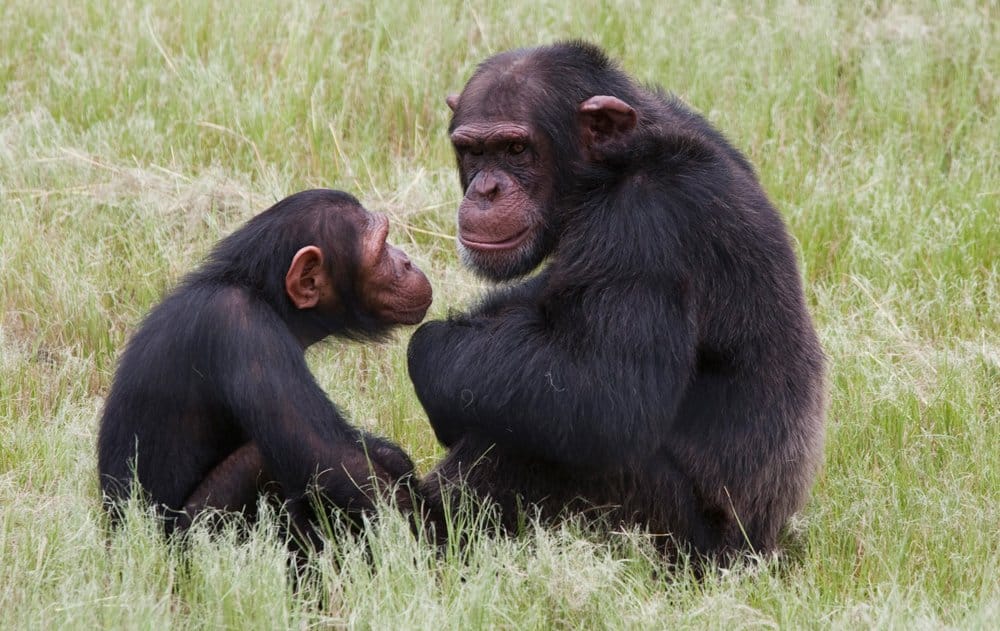 How Not to Argue Like a Chimpanzee Slinging Poo