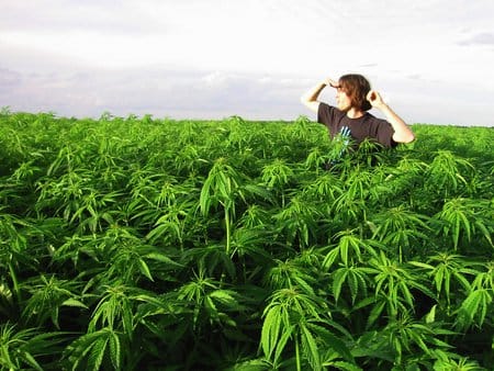Number of Initiatives to Legalize Marijuana in California Now at 4