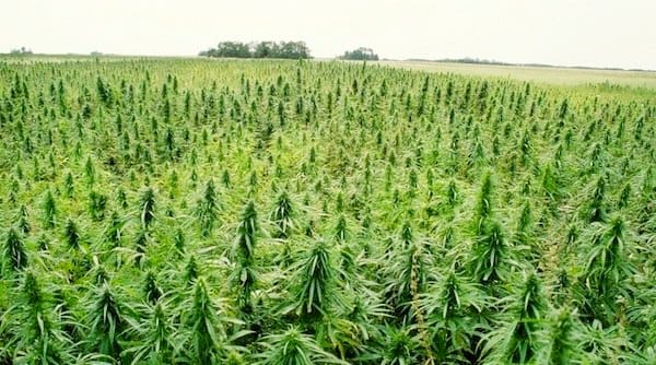 Do You Know the Difference between Marijuana and Hemp?