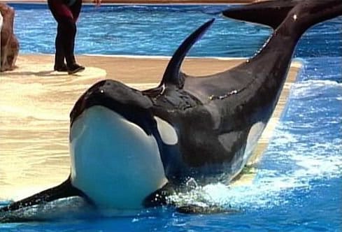 CA Legislative Committee Sends SeaWorld Bill to 'Interim Study'