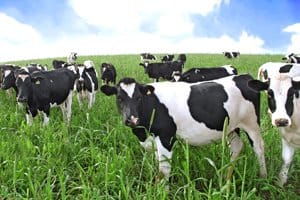 Federal Courts to Decide Constitutionality of Ag-Gag Laws