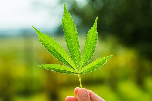 5 States Likely to Take Up Marijuana Legalization in 2016