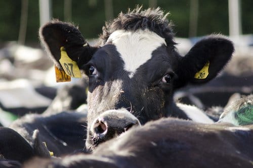 Factory Farming Not A Long-Term Solution for Sustainability, Documentaries Show