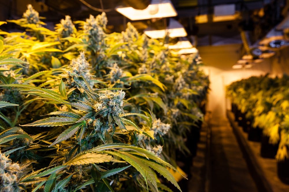 Prop. 64: An In-Depth Look at California’s Marijuana Legalization Measure