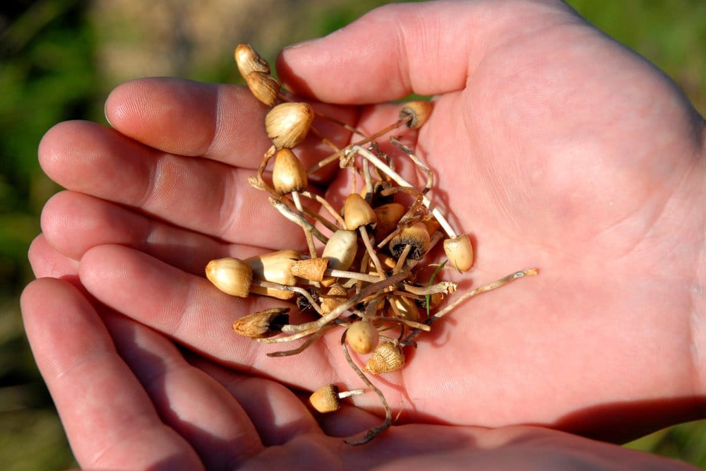 California Shroomin': Initiative Gets Green Light For Signatures