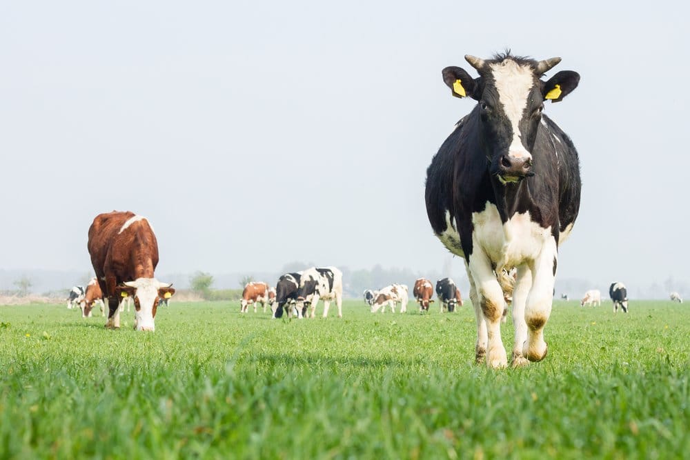 5 Things Congress Must Do Differently to Save Our Family Farms
