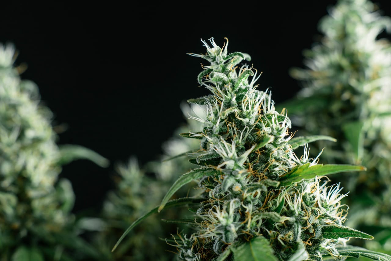 Cannabis Cash: City of San Diego Grabs Over $6 Million in First Year