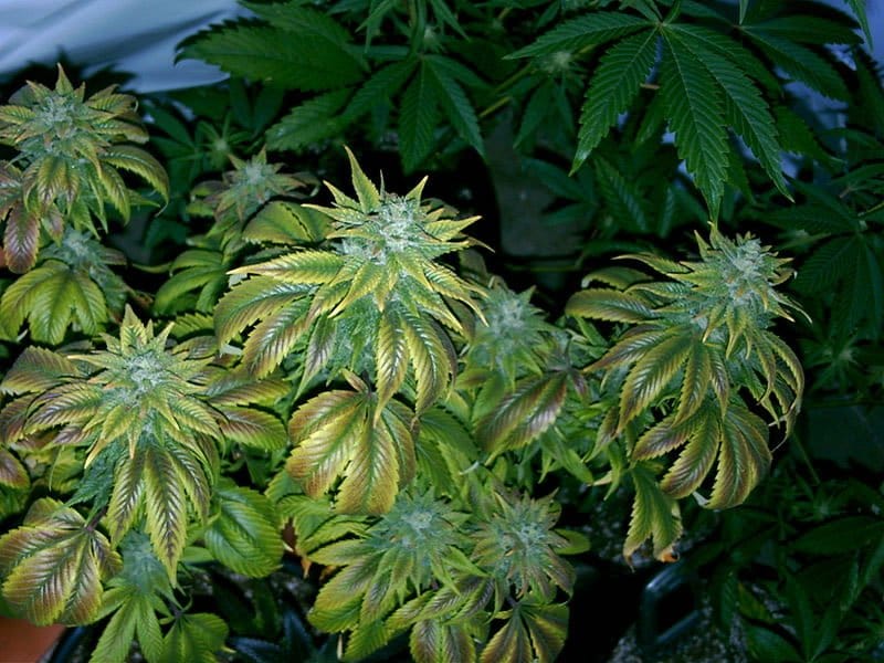 Marijuana Prohibition Loses Ground to Modern Federalism