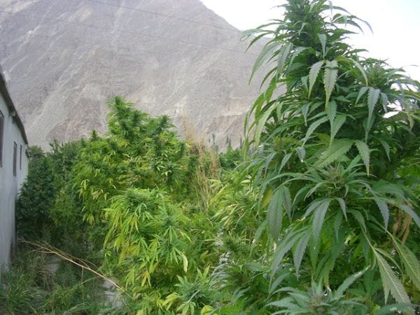 A History of Cannabis' Legal Status in America