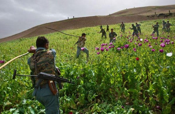 U.S. Presence in Afghanistan Led to Increase in Country's Opium Supply