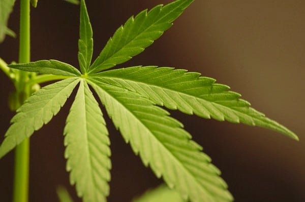 In Michigan, Lansing Mayor Endorses Marijuana Legalization Initiative