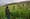 U.S. Presence in Afghanistan Led to Increase in Country's Opium Supply